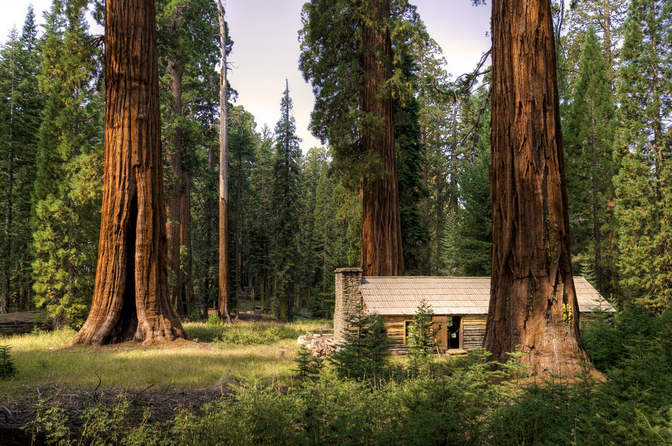 Sequoia National Park (California) Giant-Sequoias