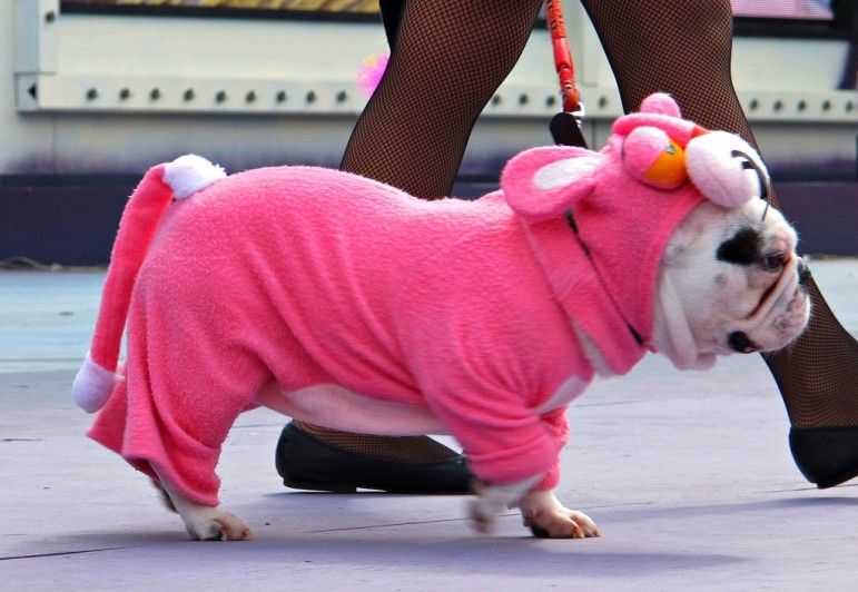 Dog-costume