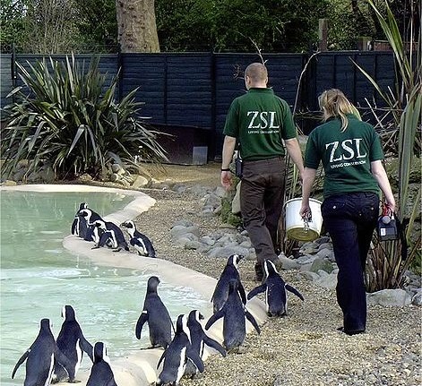 London-Zoo