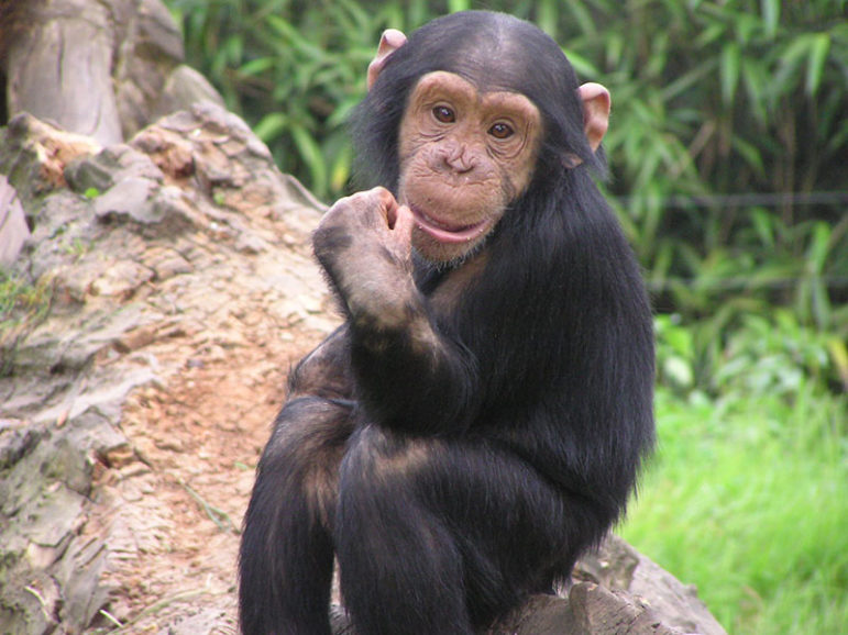 chimp