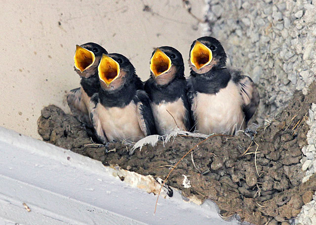 Feed-baby-birds