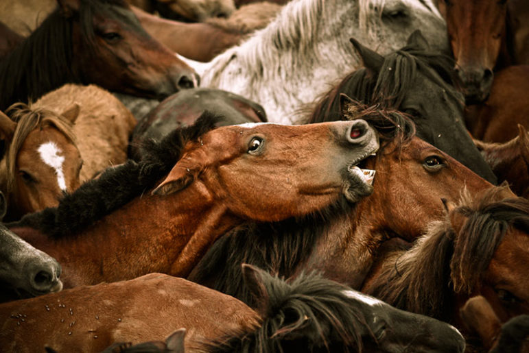 horses-infighting
