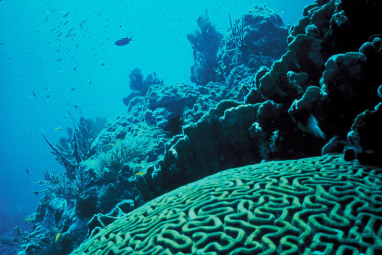Coral-reefs