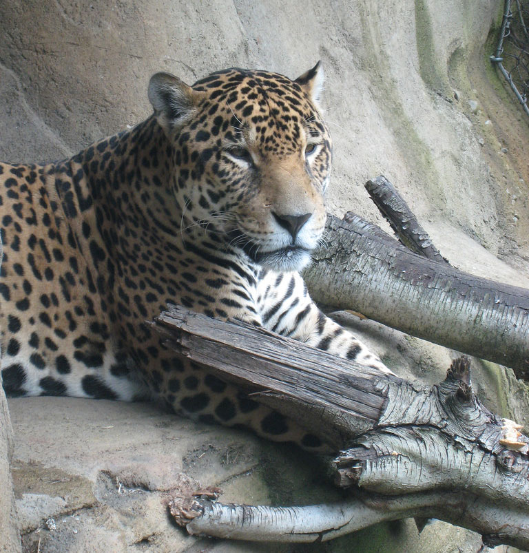 complacent-leopard