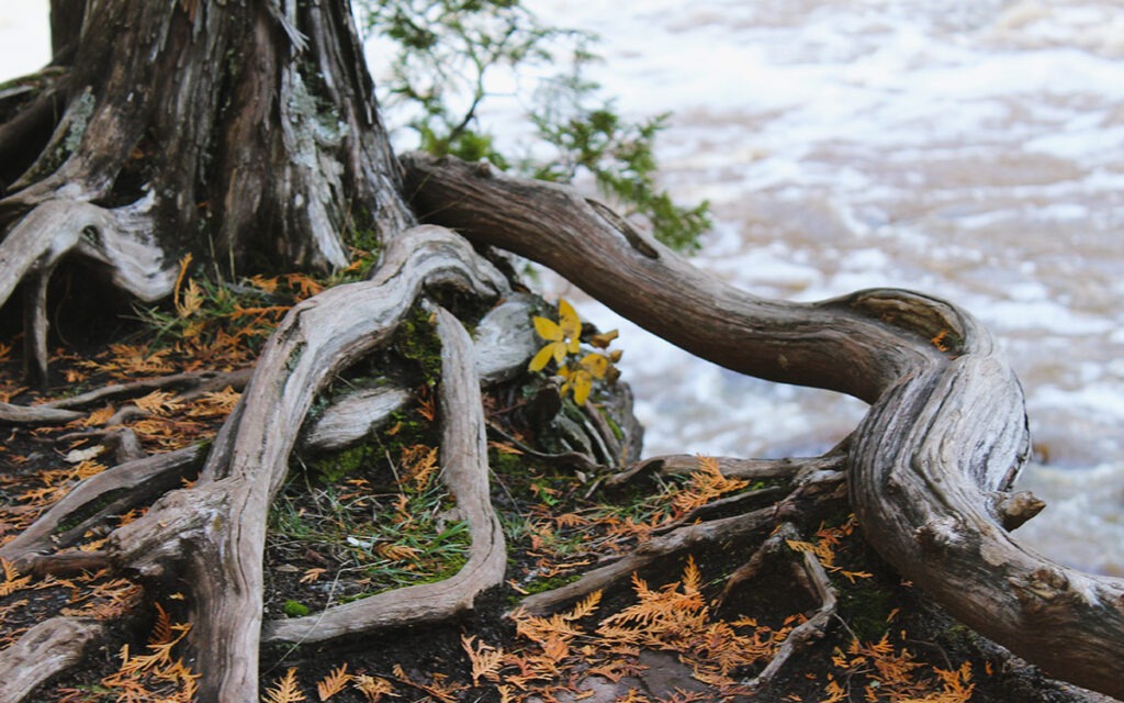 The winding, sturdy roots of a tree on the bank of a river.
