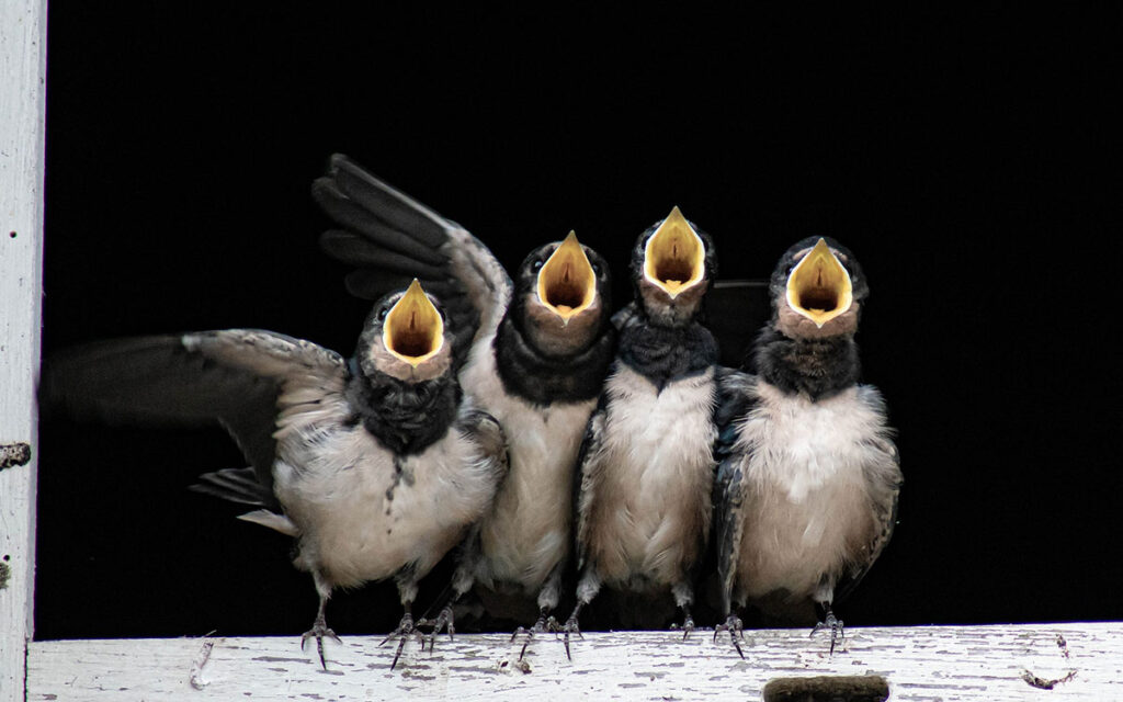Four young birds opening their yellow beaks wide, waiting to be fed.