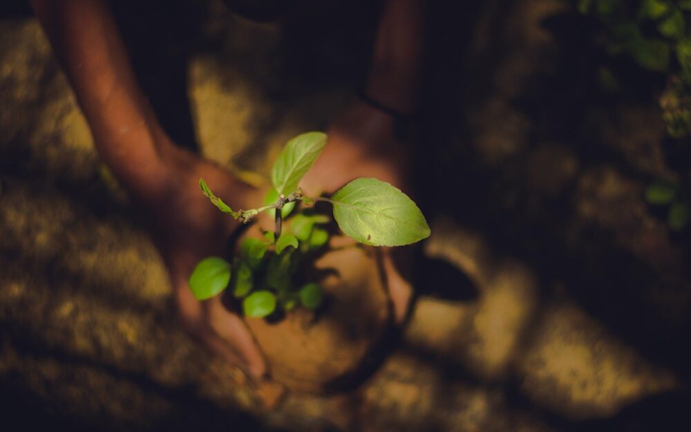 A dimly lit photograph of brown hands holding a seedling plant, seemingly about to plant it.