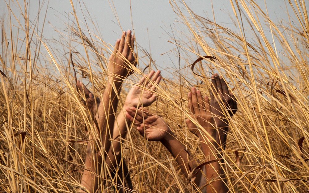 Many, different-colored hands, reaching up to the sky, in a field of wheat.