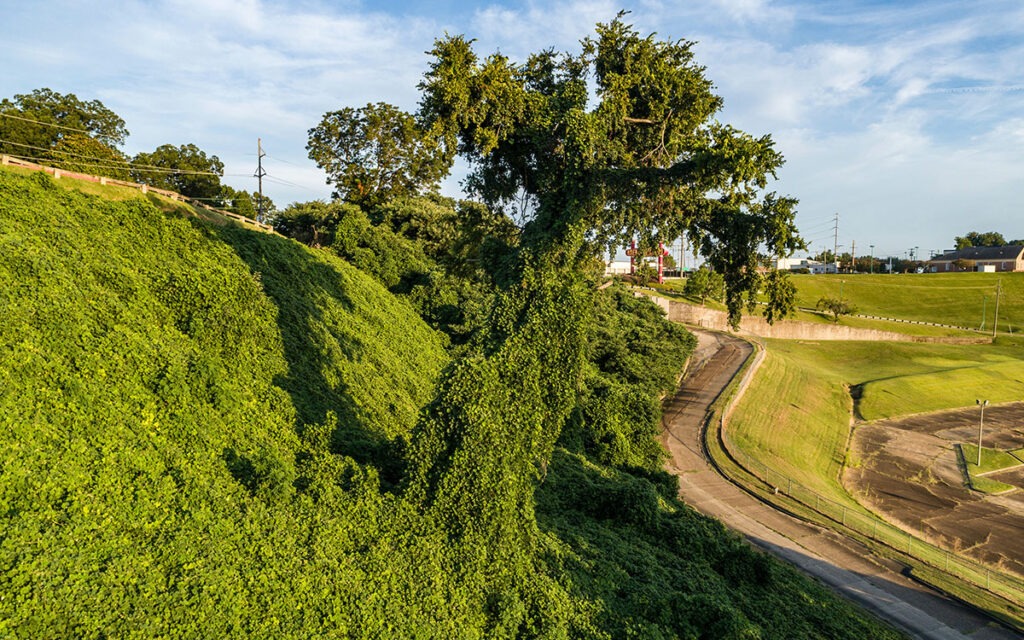 Image of kudzu, an invasive Japanese vine, covering a hillside and swallowing a nearby tree.