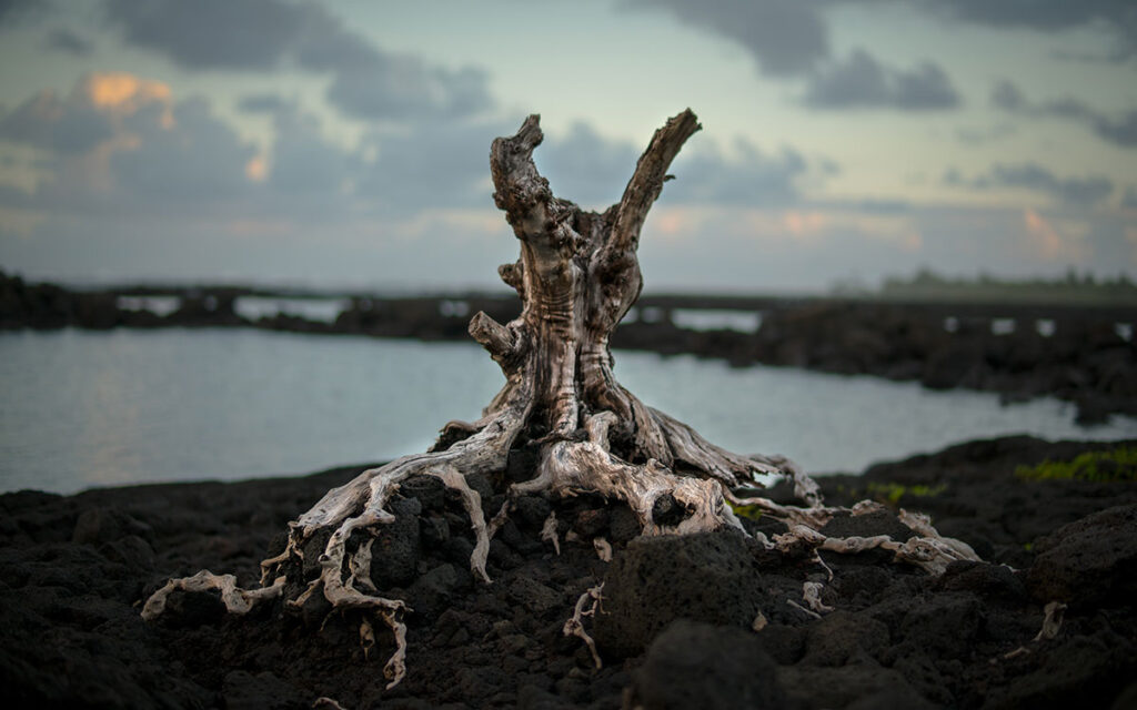 The exposed roots of a dead tree on the bank of a river.