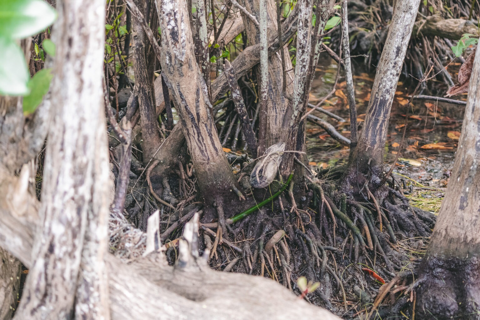 Mangrove Roots 1536x1024 