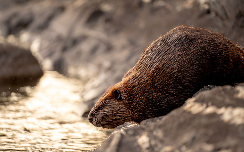 Photography of a wet, brown beaver perched on a rock and leaning over a river bank.