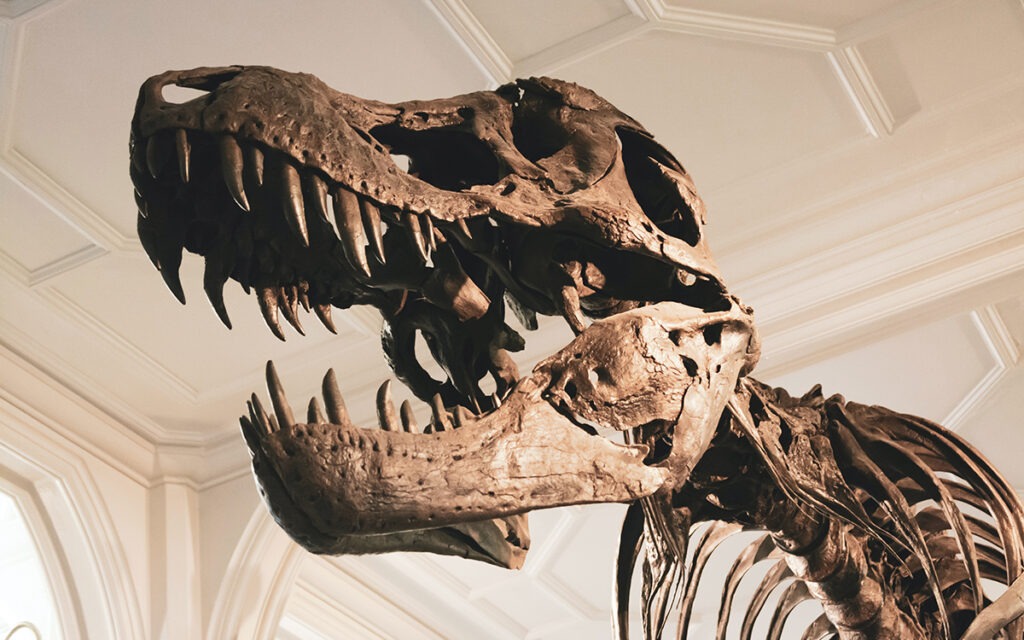 A close-up of a dinosaur skull in a museum