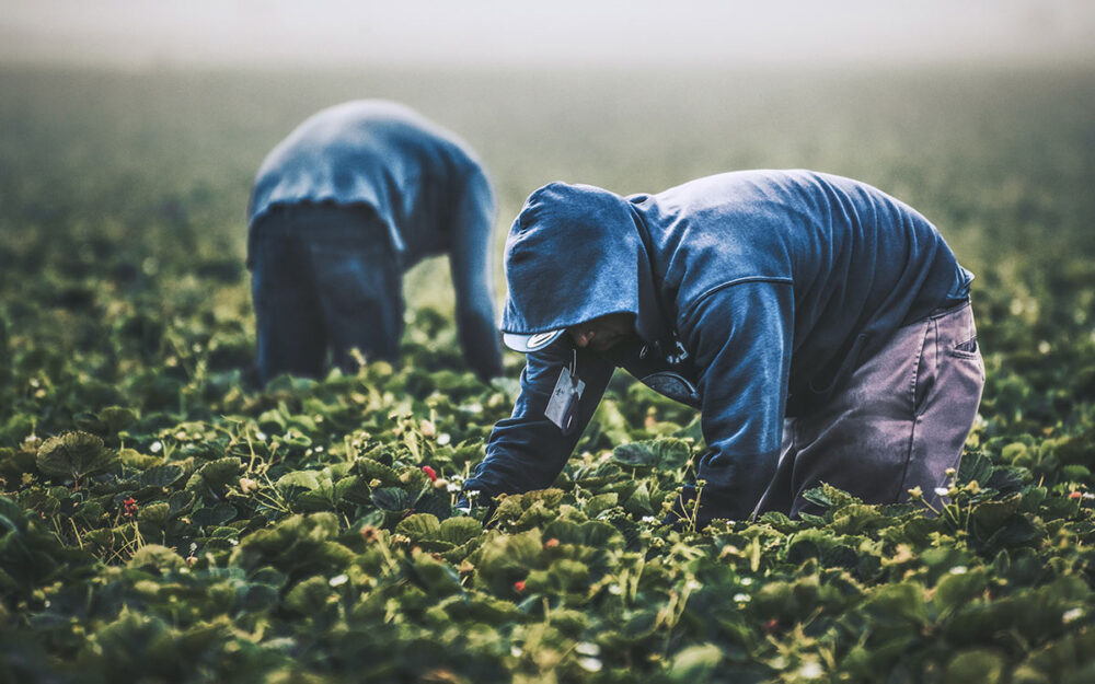 Two hooded farm workers, leaning over and harvesting in a vast field of strawberries