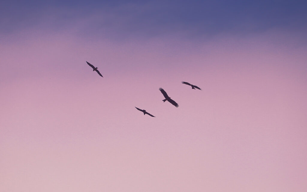 A flock of four Birds flying against a purple and pink sky