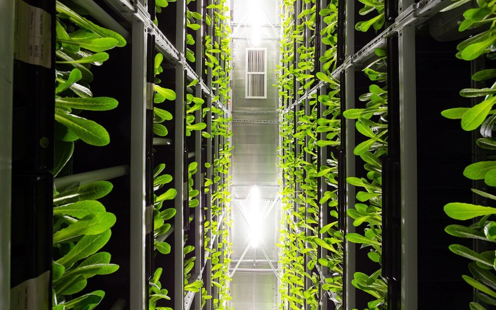 The interior aisle of an indoor, vertical lettuce farm.