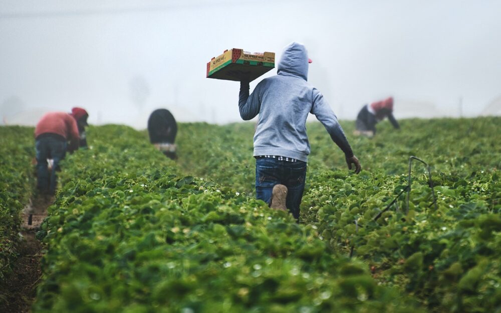 A farm worker standing in a verdant field of strawberry plants and walking away from the camera. He is holding a box of strawberries.