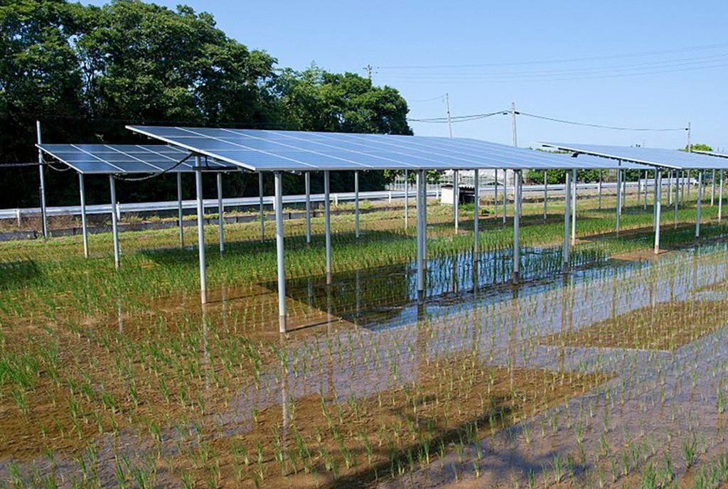 Agrivoltaic solar cell panels on paddy fields, tackling climate challenges in Western agriculture.