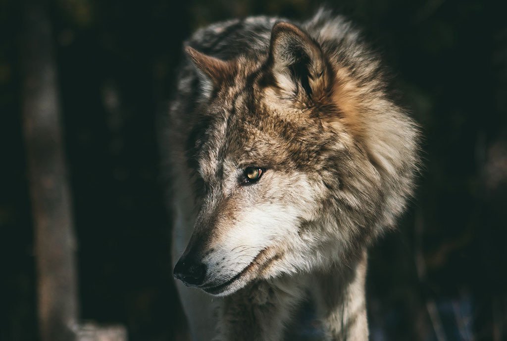 A gray wolf walking in the woods. It’s head is turned away from the camera. To illustrate being the buffer of Climate Change.