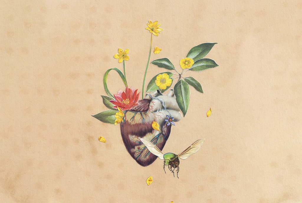 A collage of a medical heart diagram, adorned with yellow flowers. A green winged insect flied in the foreground.