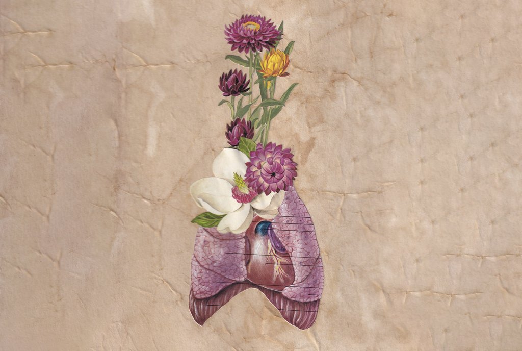 A collage of a medical lung diagram, with marigold flowers and a magnolia flower growing out of it.