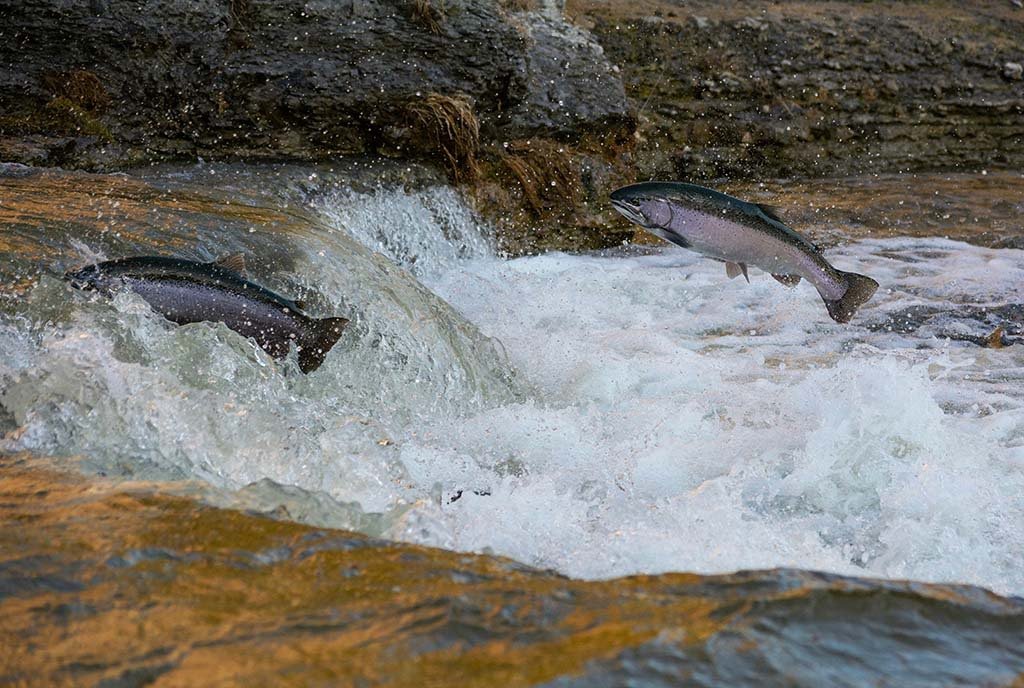 A pair of salmon risking a leap out of the water to swim against the current, with momentum and grace.
