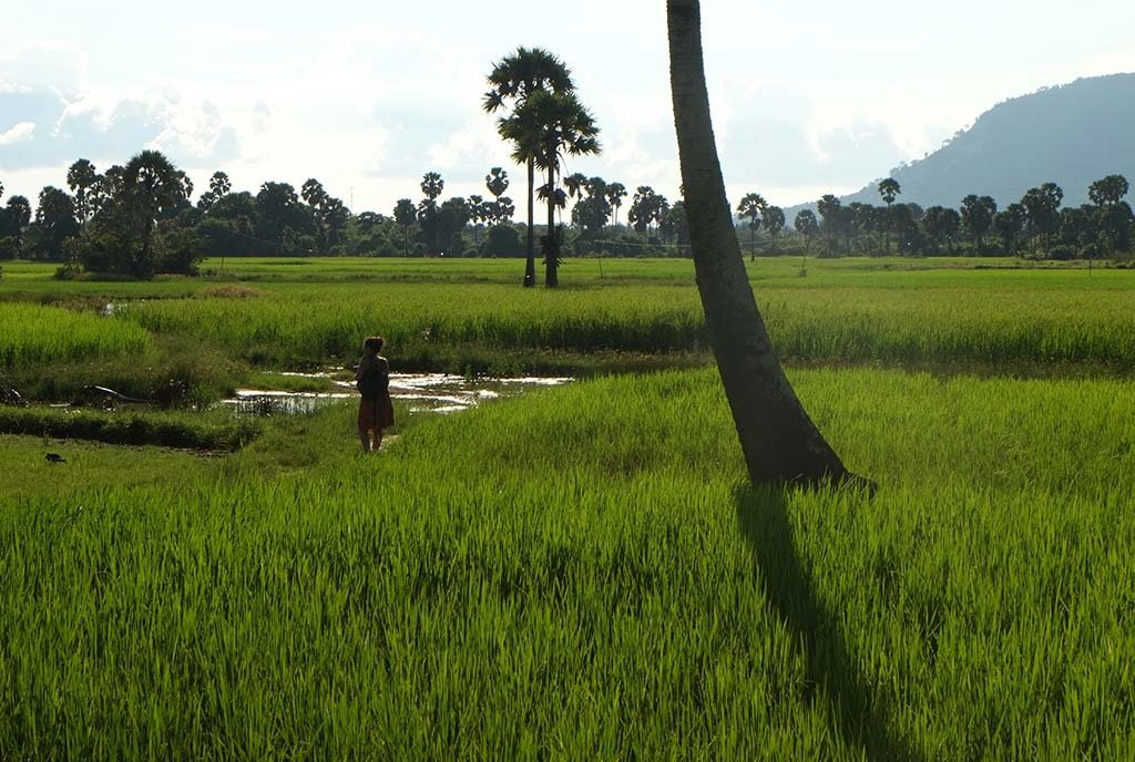 A woman stands in the middle of a green rice paddy in Fish Island, Kampot, Cambodia.