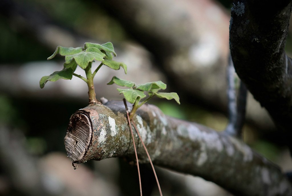 A regenerative tree branch sprouting two leafy growths from a cut branch.