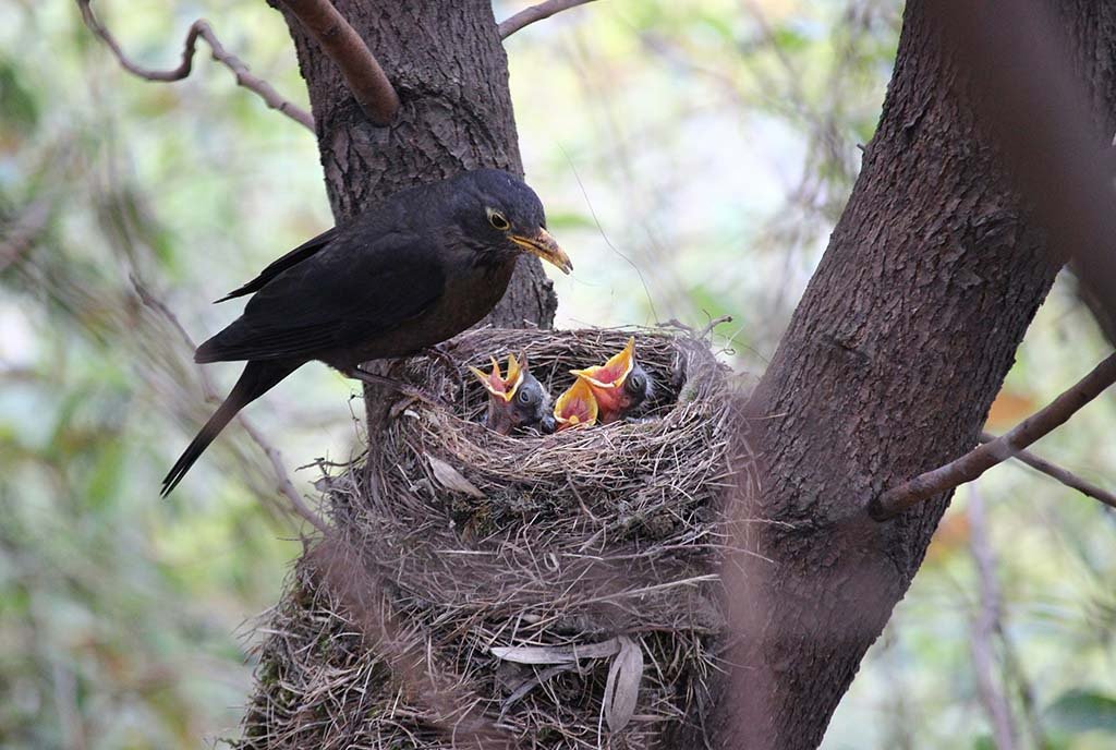 A Black mother bird, standing over her next, feeding her three baby birds, whose beaks are wide open