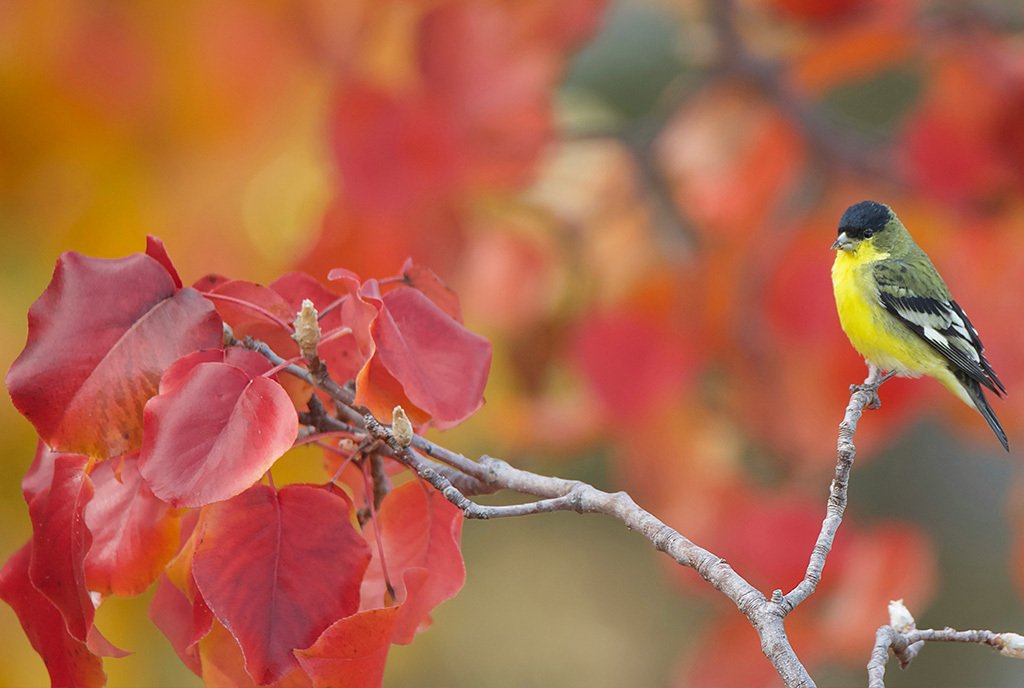 A lesser goldfinch sitting in a branch of a Bradford Pear tree, an illegal tree in Ohio, Pennsylvania, and South Carolina.