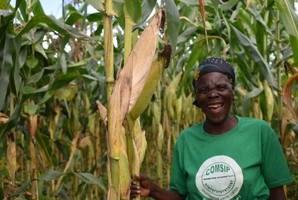 Njinga appreciates a bumper cob before harvest in her field