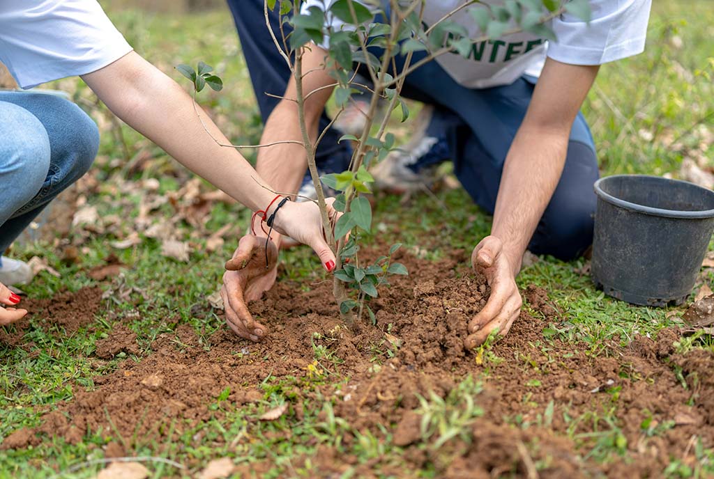 A group of volunteers planting trees, emphasizing hands-on local engagement which nonprofits can focus on.