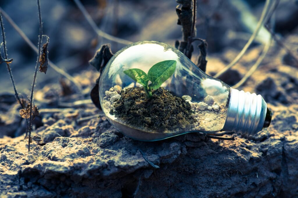 A healthy green plant grows inside a light bulb on a gray rock, surrounded by dead stems, indicating the power of care and relationship in growing political strength.