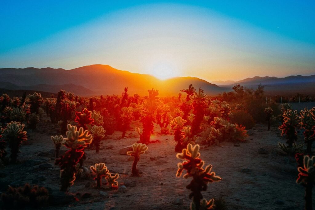 The sun rises behind mountains and over cactuses in the desert of Joshua Tree National Park.