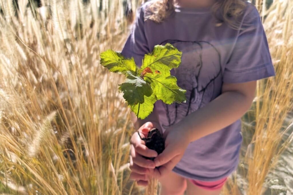 A close up of a person's hands gently holding a small tree shoot.