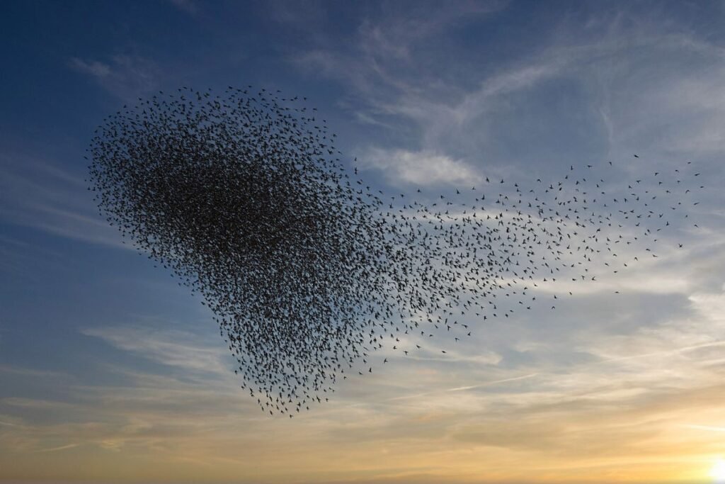 A group of hundreds of starlings flocking in the air against a blue and yellow sky.