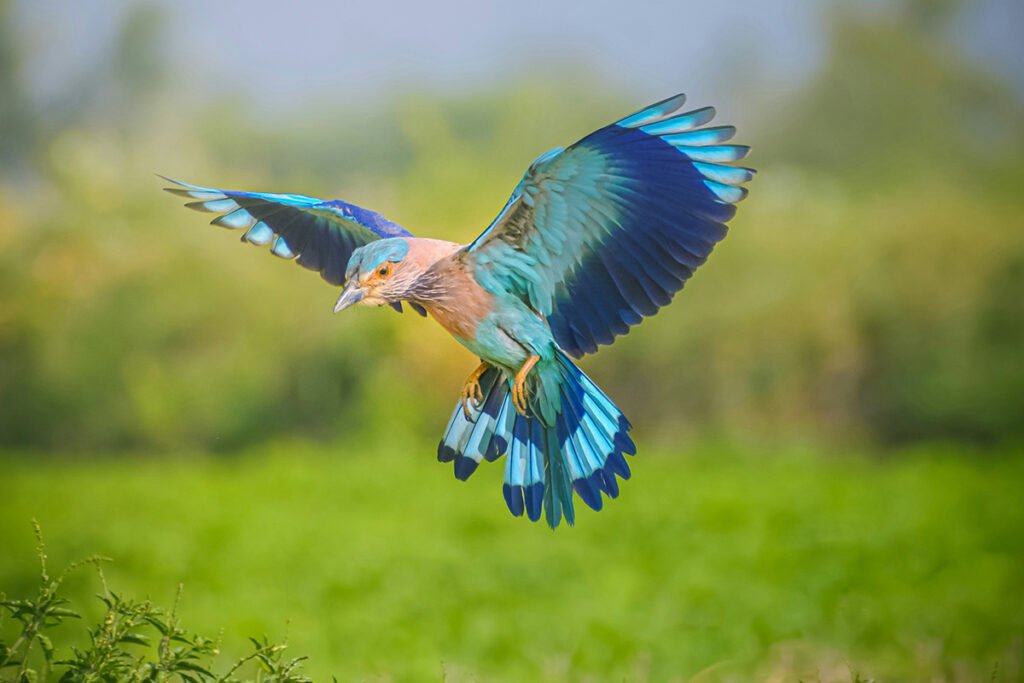 A colorful bird taking flight, representing liberation and movement.