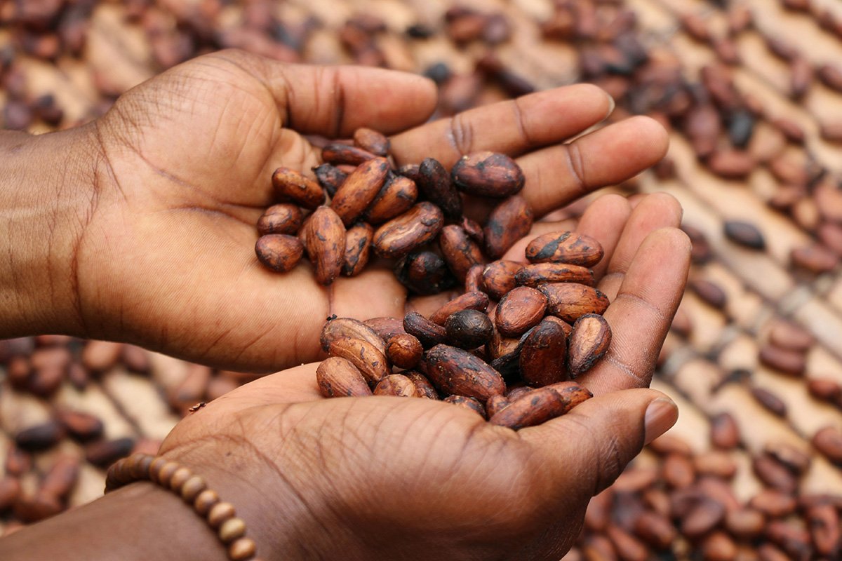 A pair of Black hands hold cacao beans, remniscent of Chocolate Rebellion, a cooperative that equips members in the Global South to process and market their own chocolate.