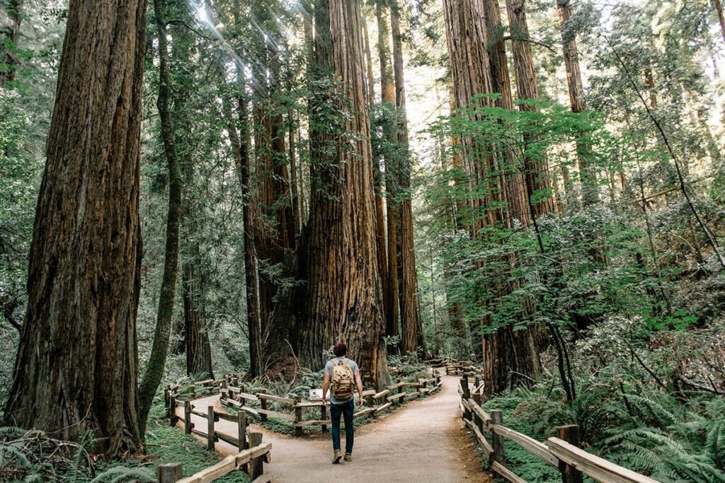 A man walking on a path that splits into two directions through a redwood forest, symbolizing a community’s ability to shape its own path.