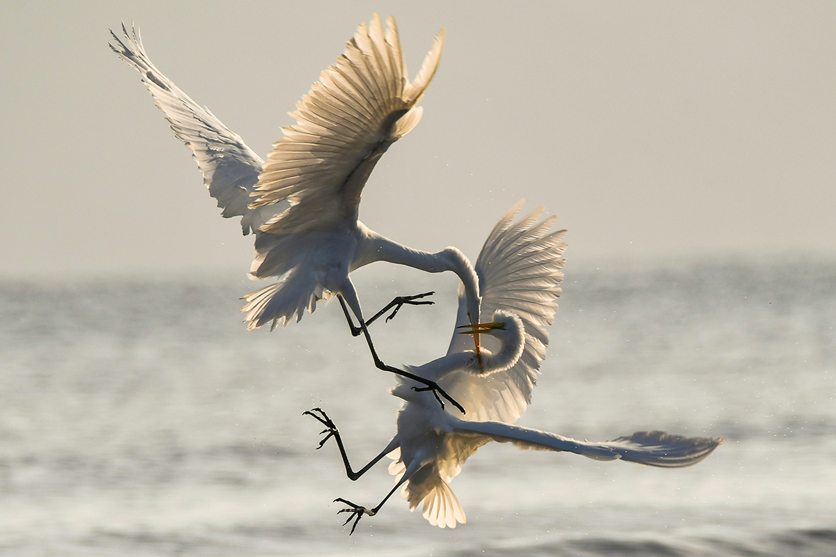 Two Great Egrets entangled in battle for territorial fishing rights over the sea. Baja California Sur, Mexico.