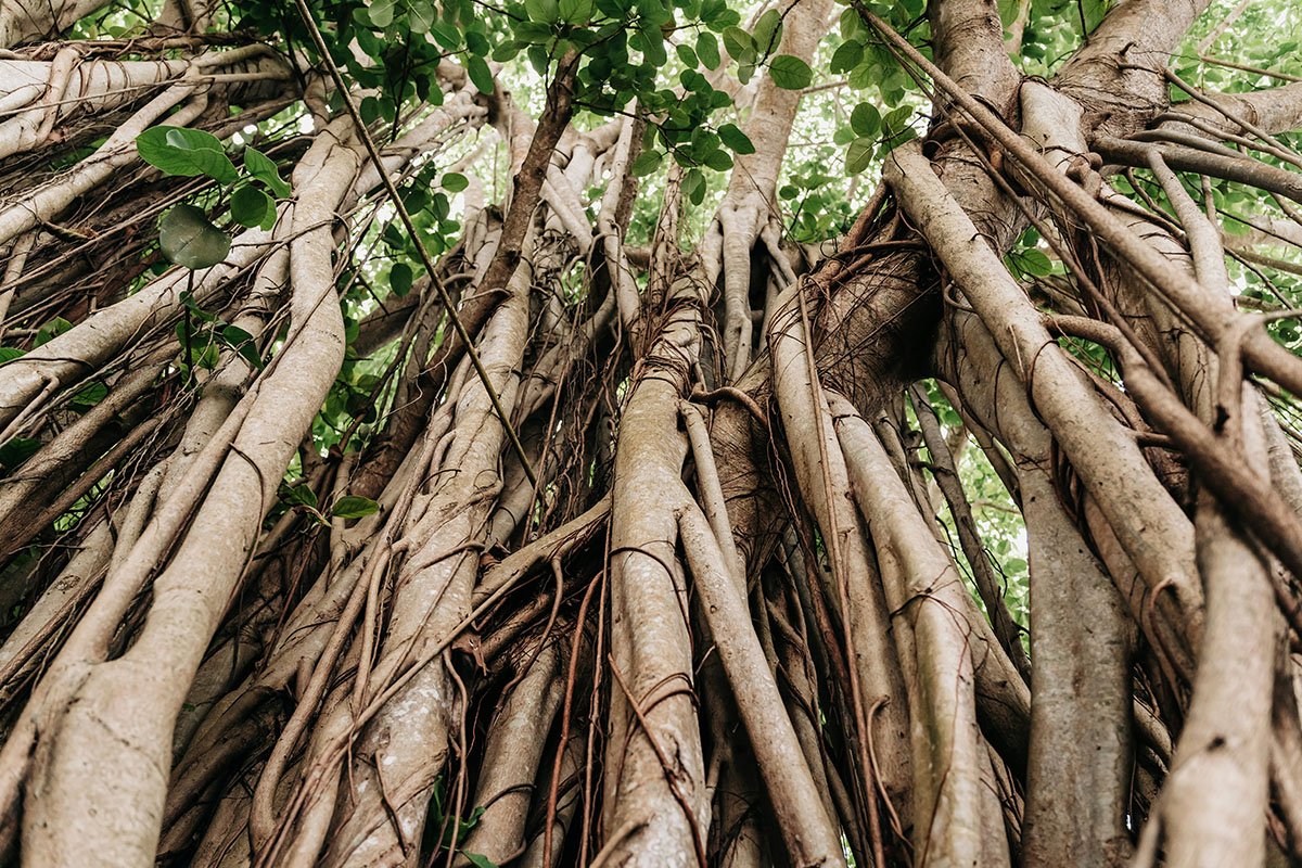 The intertwining roots of a mangrove, standing tall, and broad in their reinforced strength.