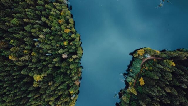 A view from above of two trees in the woods.