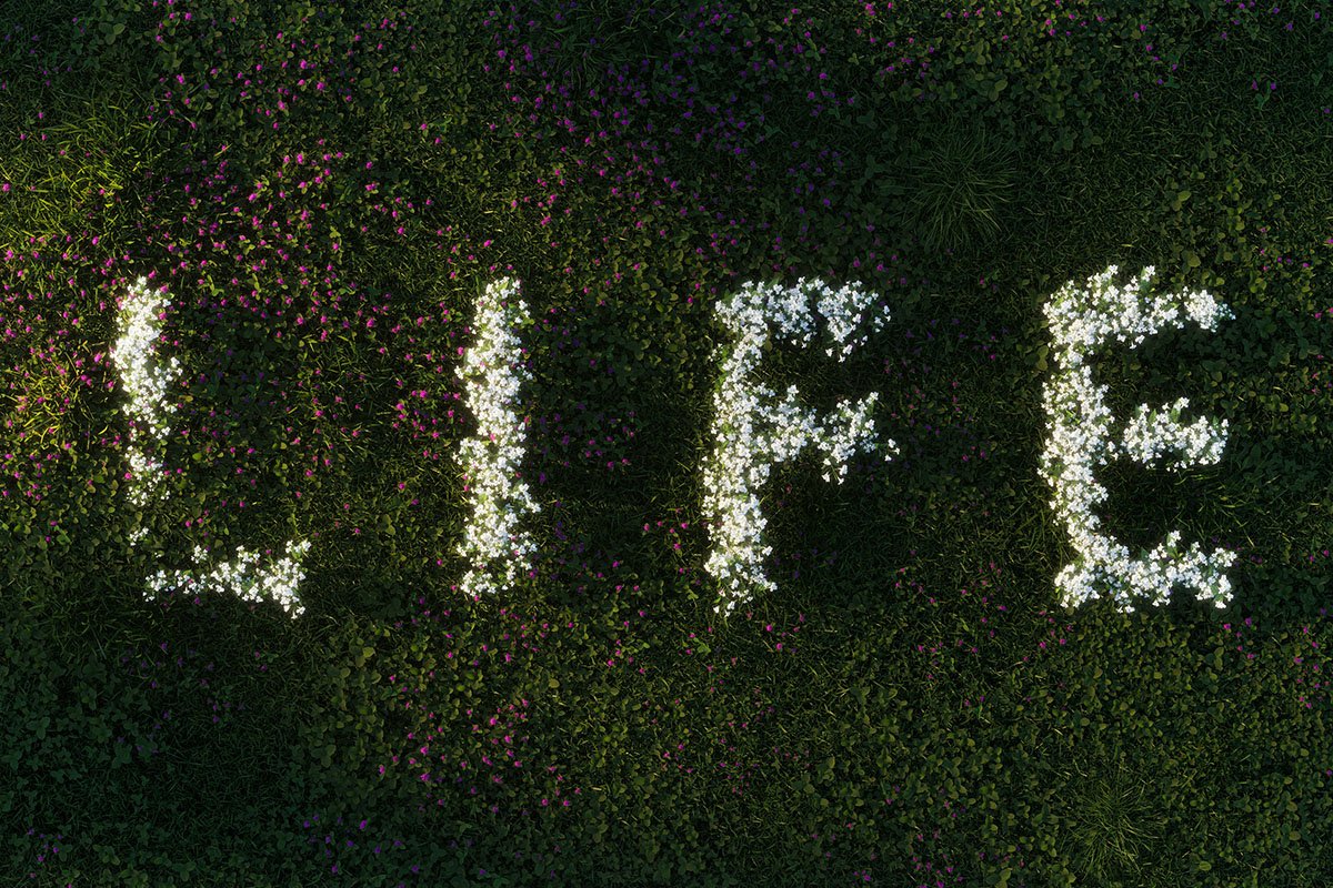 An overhead view of a field of blooming white flowers spelling out the word, “Life”