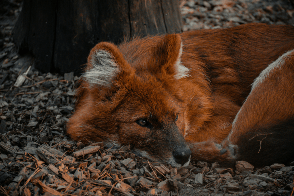 Close-up of a red wolf lying still on wood chips, head down, gaze turned away from the camera.