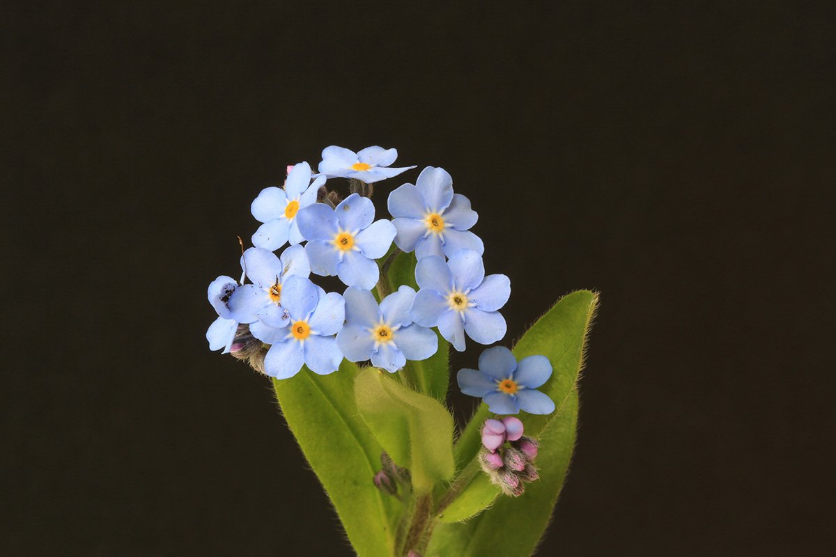 A cluster of blue, 6-petaled forget-me-not flowers, a symbol of rememberance and memory.
