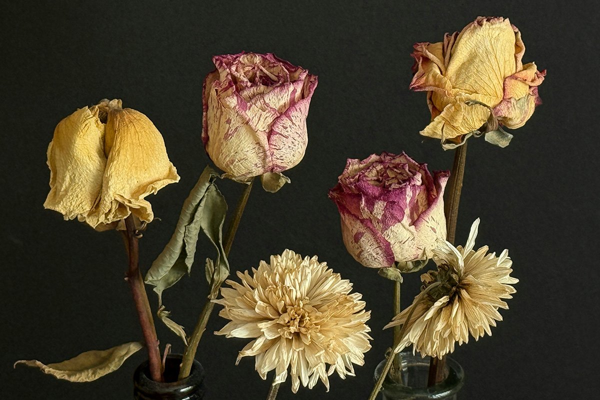 A group of dying flowers that are drooping, drying up, and losing their color against a dark surface.