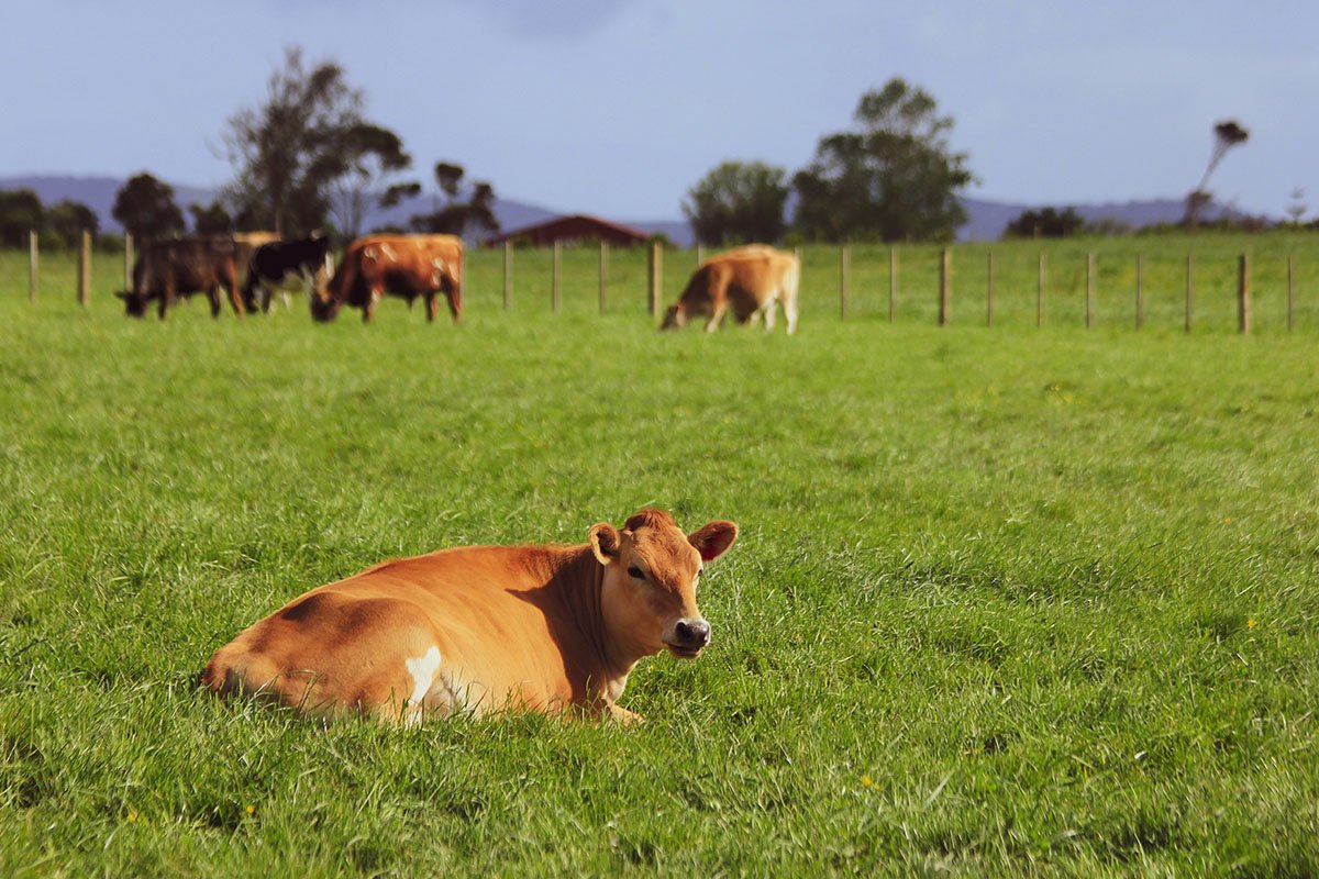 A brown cow lays happily in a field of tall grass, with other cows and hills in the distance.