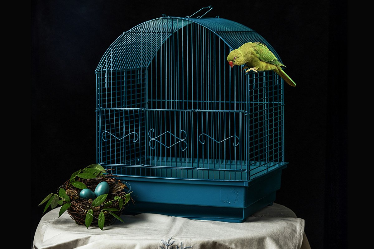 A blue, metal birdcage with a bright green parrot perched on the outside of the cage. On the outsid eof the cage, there is a nest with blue eggs ready to hatch.