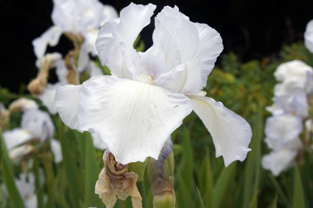 A close-up of a white iris in a field of white irises.