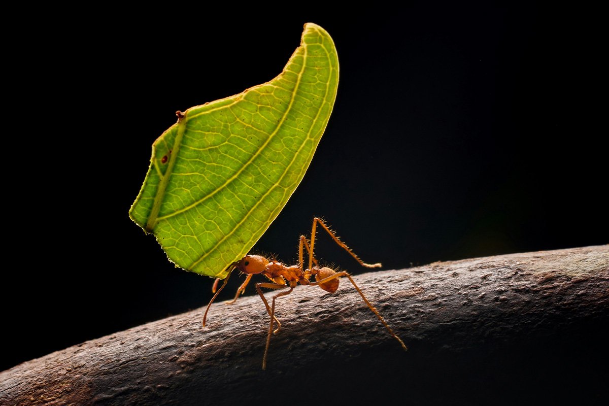 An ant carrying a portion of a leaf that seems too heavy and big for it to heavy.